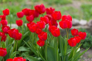 top of a bush of beautiful red tulips in spring
