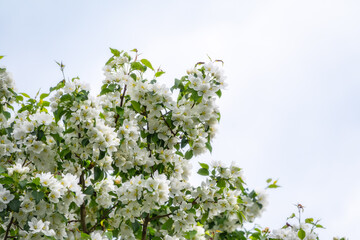 White blossoming apple trees. White apple tree flowers
