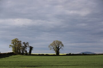 Fototapeta premium tree on a hill