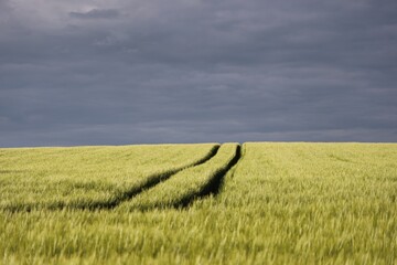 field of wheat in summer