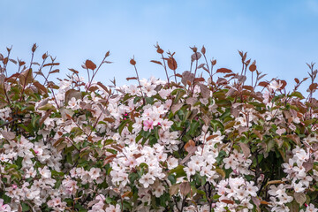 Fresh pink flowers of a blossoming apple tree on blue cloudy sky background