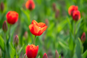 Colorful red tulips blossom in spring garden