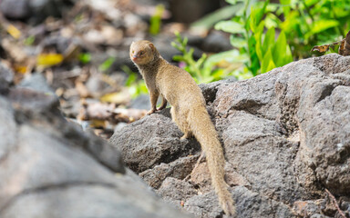 Mongoose