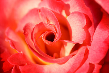 Fototapeta na wymiar Mikado Hybrid Tea Rose Flower in Bloom. Municipal Rose Garden, San Jose, California, USA.