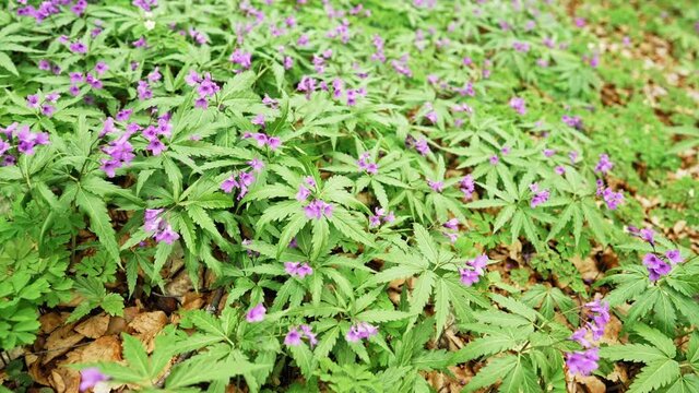 Lawn in purple colors - Cardamine pentaphyllos flowers. Beautiful plant growing in mountains. Another name is five-leaflet bitter-cress.