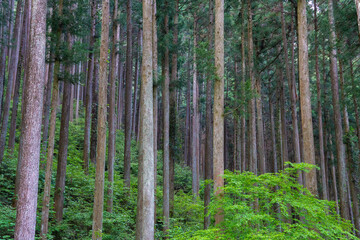 人工林　杉林　檜林
