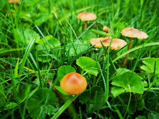 mushroom in the grass