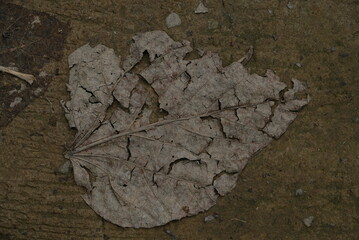 Dried leaves on the ground.