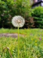 dandelion in the grass