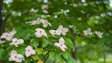 日本の森林に咲くヤマボウシ。ピンク色のヤマボウシの花。