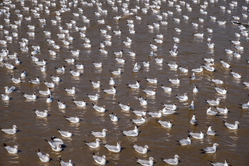 Group of Seagulls floating on the sea surface.