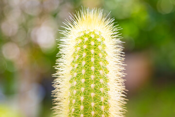 Little Cactus plant with nature background