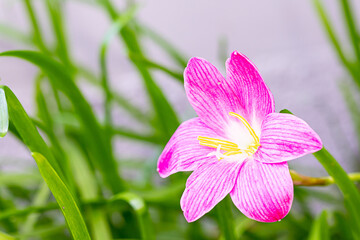 Pink clay Zephyranthes spp flowers in full bloom