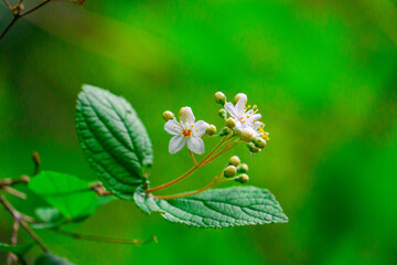 白い花　マルバウツギ