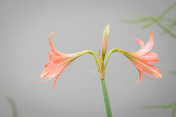 Hippeastrum johnsonii flowers in the garden nature