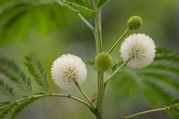  Leucaena leucocephala flowers
