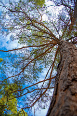 Pine tree with green branches against a blue cloudy sky bottom view
