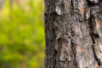 Gray tree trunk close-up on the right against a background of blurred greenery horizontal photo