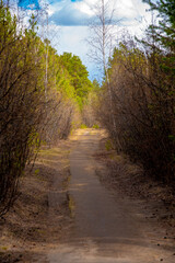 Forest path with shrubs, pine trees against a blue sky with clouds vertical photo