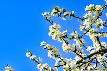 plum tree with white flowers in may