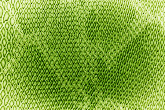 close up of snake skin texture use for background