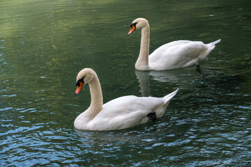 Fototapeta premium Two graceful white swans swim in the dark water.