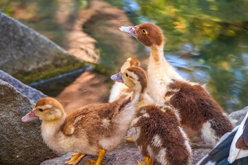Cute little ducklings standing in a lake coast