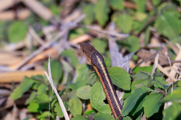 A Garter Snake slithers through the grass on a warm and sunny day.