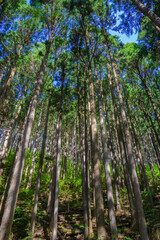 人口林の風景　杉　檜