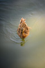 Duck floating on the water.
