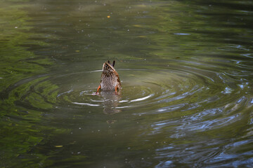 A duck on the water with its butt protruding above the surface and its head under the water.