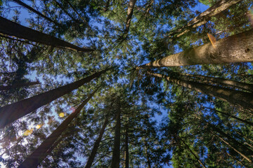 人工林を見上げる