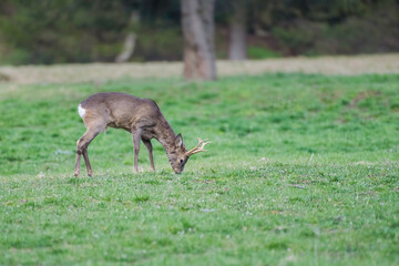 Obraz na płótnie Canvas Roe deer, capreolus capreolus, standing on grassland