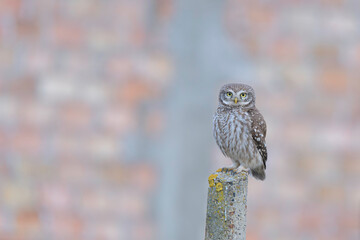The little owl (Athene noctua) standing on a rock on a colorful background.