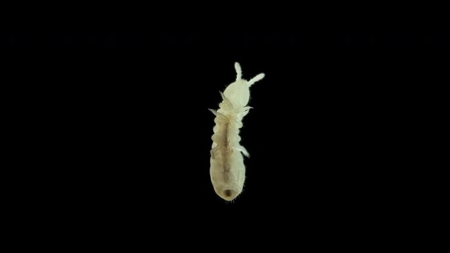 Collembola insect under the microscope, Order Poduromorpha, family Onychiuridae They live in moist soil, can jump, feed on organic matter, mushrooms, algae