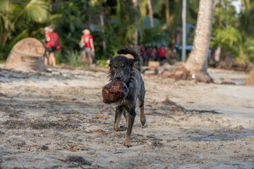dog with coconut