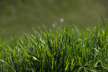 green grass background