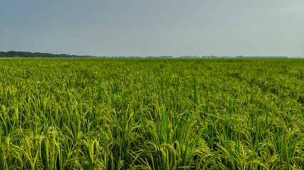 Rice paddy field landscape in Asia. For backdrop or background. Clear blue sky. No people.