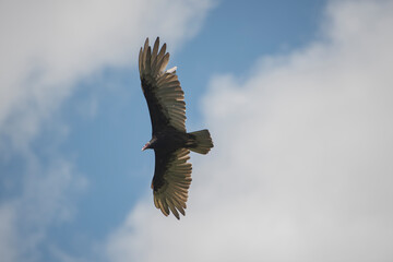 birdin flight
