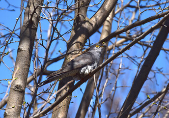 The cuckoo sits on a tree branch.