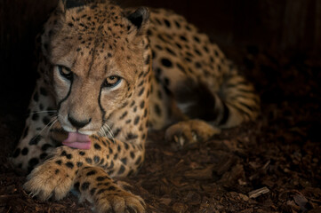 portrait of a cheetah