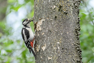 Great spotted woodpecker female calls male on nest (Dendrocopos major)