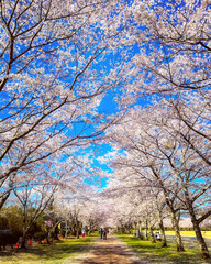 Obraz premium cherry blossom in spring