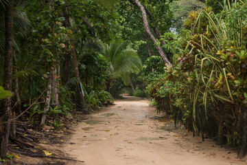 path in the jungle