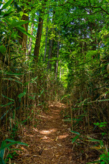 笹に包まれた登山道　馬頭刈尾根