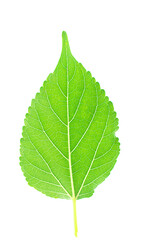 Mulberry leaf on white background.