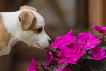 dog with flower