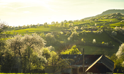 Spring landscape in Slovakia. Polana region, Hrinova. Green spring rural hills landscape, fields, flowering trees, organic farming © Zedspider
