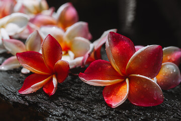 Plumeria flower.Pink yellow and white frangipani tropical flora, plumeria blossom blooming on tree.