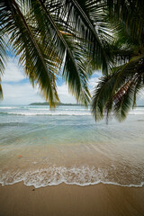 palm trees on the beach